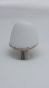 snow on bird bath